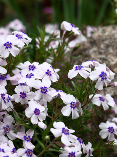 Steingartenpflanzen - Polsterphlox Pharao Blue Eye