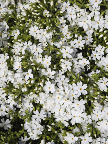 Steingartenpflanzen - Polsterphlox Snowflake