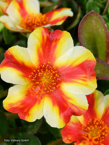 Hauptbild des Artikels "Portulakrschen Pazzaz Mega Papaya Twist" (Bildbeschreibung ist in Arbeit)