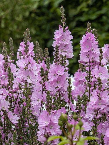 Hauptbild des Artikels "Prriemalve Elsie Heugh"