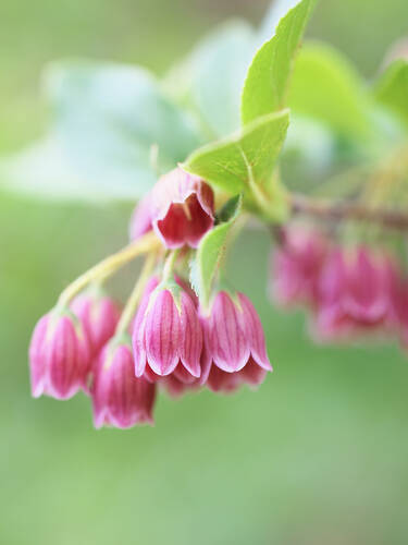 Ziergehlze - Prachtglocke Red Bells