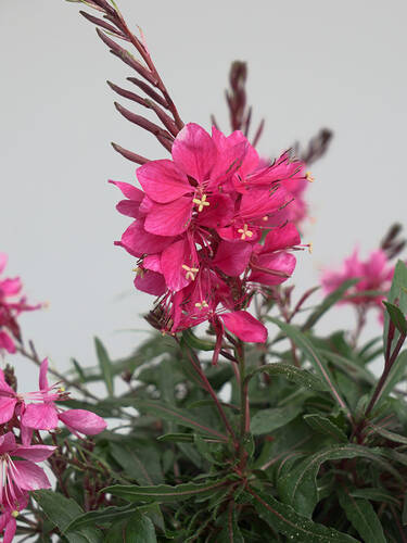 Hauptbild des Artikels "Prachtkerze Belleza Dark Pink"