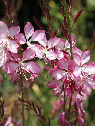 Prachtkerze Giggles Pink Shades