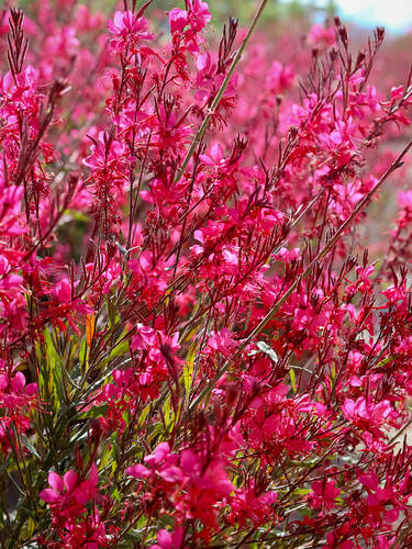 Hauptbild des Artikels "Prachtkerze Siskiyou Pink" aus der Kategorie "Pflanzen"