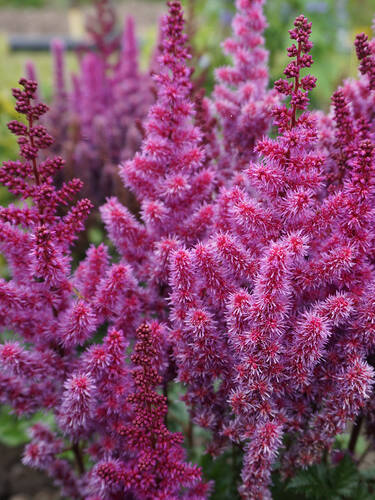 Hauptbild des Artikels "Prachtspiere Purple Rain" (Bildbeschreibung ist in Arbeit)