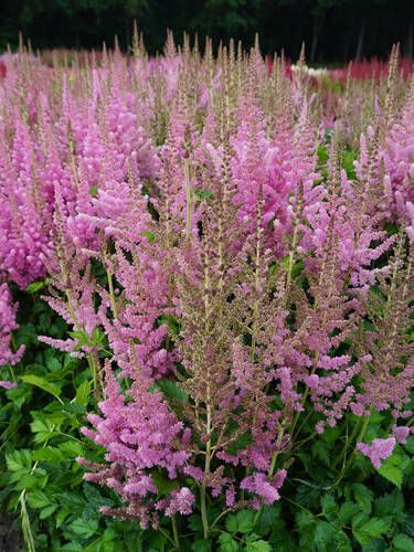 Hauptbild des Artikels "Prachtspiere Vision in Pink" (Bildbeschreibung ist in Arbeit)