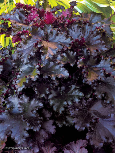 Hauptbild des Artikels "Purpurglckchen Black Taffeta" (Bildbeschreibung ist in Arbeit)