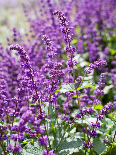 Pflanzen - Quirlblütiger Salbei Purple Rain