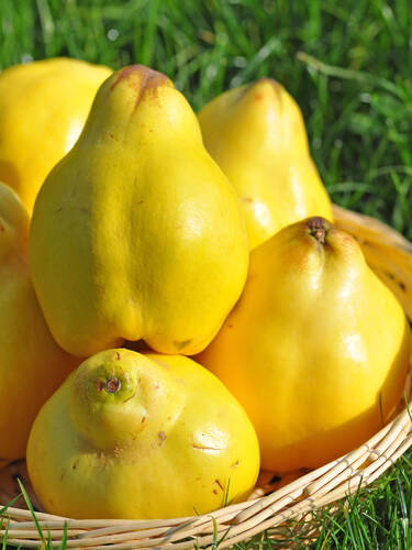 Hauptbild des Artikels "Quitte Limon Ayvasi"