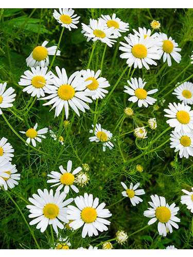 Hauptbild des Artikels "Rmische Kamille"