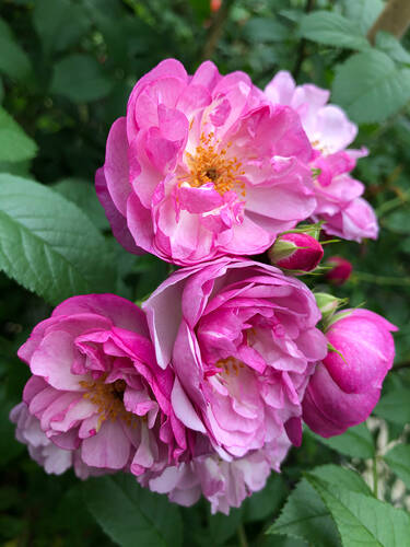 Hauptbild des Artikels "Ramblerrose Lavender Siluetta"