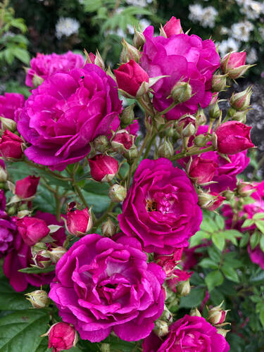 Ramblerrose Purple Siluetta