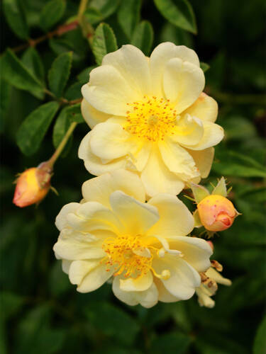 Hauptbild des Artikels "Ramblerrose Sunny Siluetta"