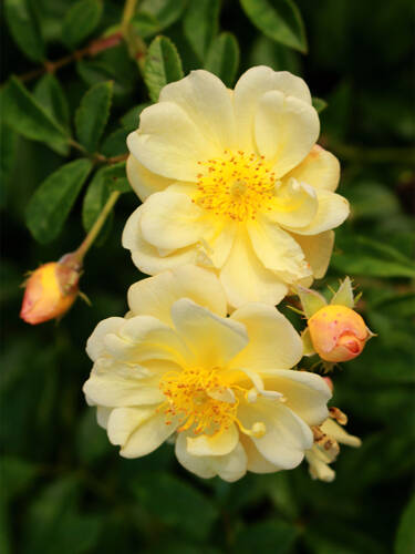 Ramblerrose Sunny Siluetta