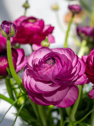 Hauptbild des Artikels "Ranunkel Purple Sensation"