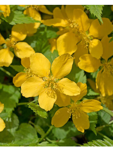 Ziergehlze - Ranunkelstrauch Golden Guinea