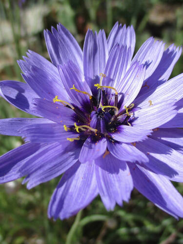 Hauptbild des Artikels "Rasselblume" aus der Kategorie "Pflanzen"