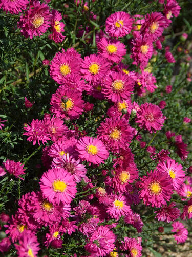 Hauptbild des Artikels "Rauhblatt-Aster Rubinschatz" (Bildbeschreibung ist in Arbeit)