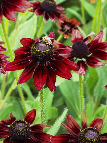 Hauptbild des Artikels "Rauher Sonnenhut Enchanted Velvet Flame"