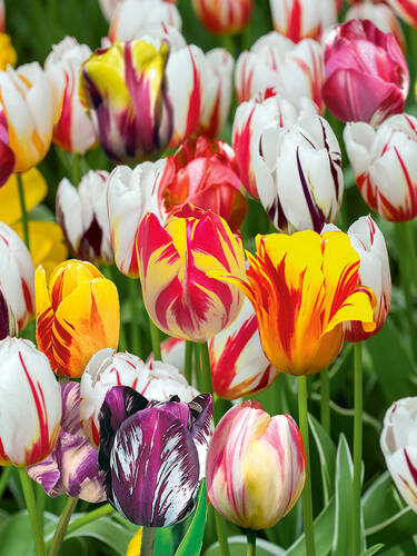 Hauptbild des Artikels "Rembrandt-Tulpen-Mischung" aus der Kategorie "Blumenzwiebeln"