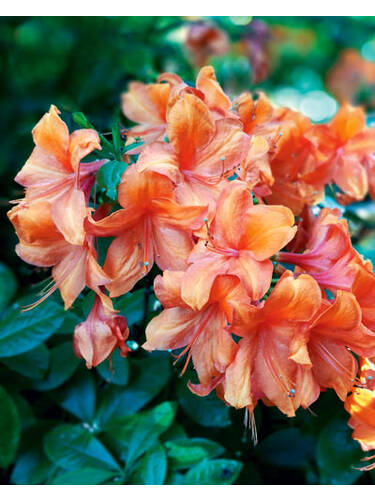 Hauptbild des Artikels "Rhododendron Brasilia" aus der Kategorie "Ziergehlze"