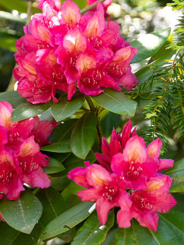 Ziergehölze - Rhododendron Easydendron Junifeuer (Rhododendron)