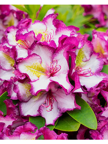 Ziergehlze - Rhododendron Happydendron Pushy Purple