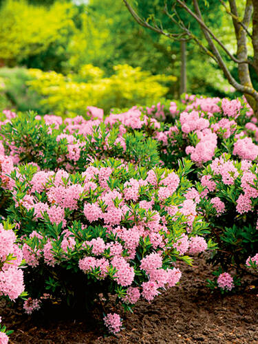 bienenfreundliche - Rhododendron Nugget by Bloombux Magenta