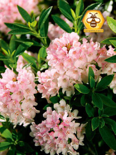 Hauptbild des Artikels "Rhododendron Nugget by Bloombux" aus der Kategorie "Ziergehlze"