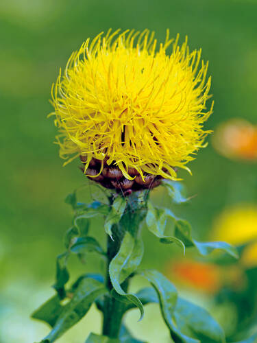 bienenfreundliche - Riesen-Flockenblume