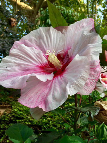 Hauptbild des Artikels "Riesen-Hibiskus Carousel Pink Candy, PBR"