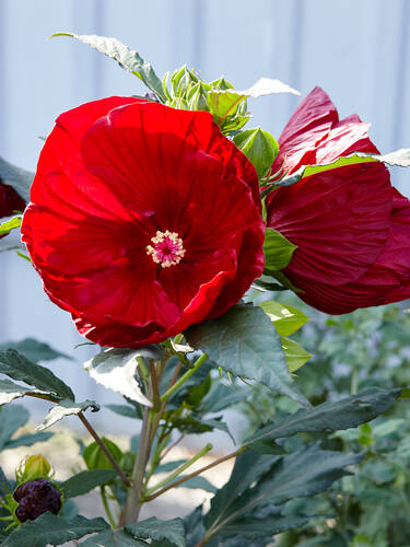 Hauptbild des Artikels "Riesen-Hibiskus Carousel Red Wine, PBR" aus der Kategorie "Pflanzen"