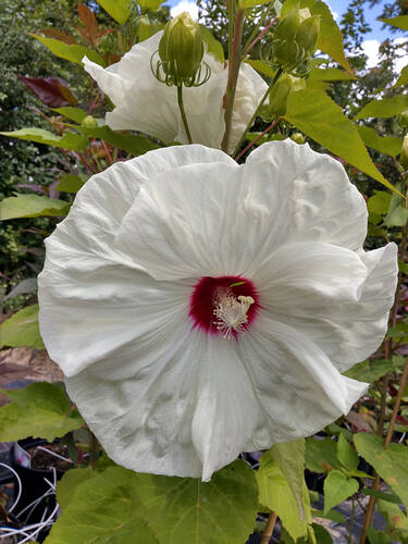 Pflanzen - Riesen-Hibiskus Jolly Heart