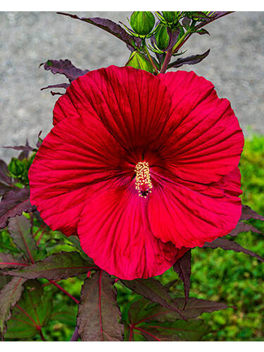 Hauptbild des Artikels "Riesen-Hibiskus Midnight Marvel" aus der Kategorie "Ziergehlze"