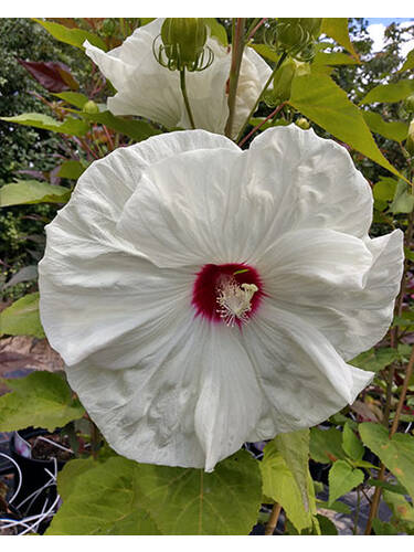 Pflanzen - Riesen-Hibiskus Old Yella