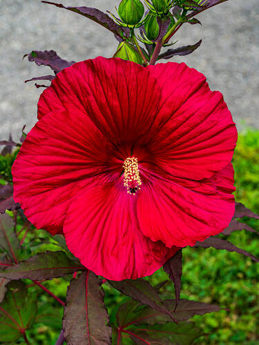 Pflanzen - Riesen-Hibiskus Robert Fleming