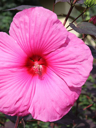 Pflanzen - Riesen-Hibiskus Royal Gems