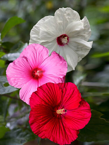 Riesen-Hibiskus-Set