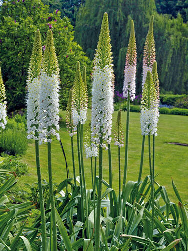 Hauptbild des Artikels "Riesen-Steppenkerze" aus der Kategorie "Blumenzwiebeln"