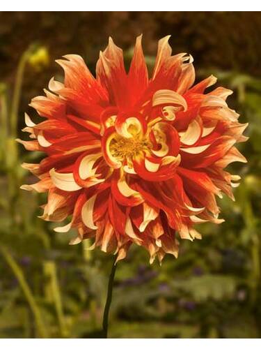 Hauptbild des Artikels "Riesenschmuckdahlie Bodacious"