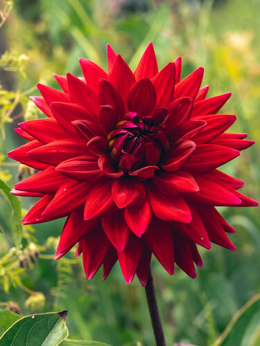 Hauptbild des Artikels "Riesenschmuckdahlie Holly Huston" aus der Kategorie "Blumenzwiebeln"