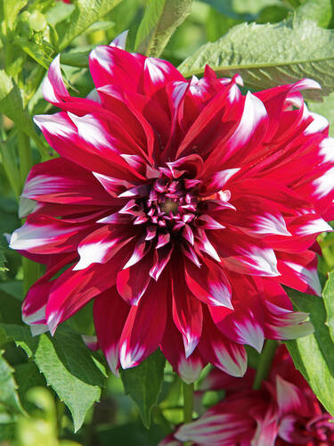 Hauptbild des Artikels "Riesenschmuckdahlie Myth" (Bildbeschreibung ist in Arbeit)