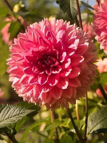 Hauptbild des Artikels "Riesenschmuckdahlie Ottos Thrill" aus der Kategorie "Blumenzwiebeln"