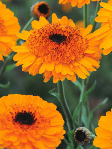 Hauptbild des Artikels "Ringelblume Crown Orange"