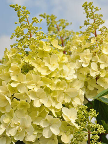 Hauptbild von "Rispenhortensie Candlelight": Gelbe Hortensie Candlelight