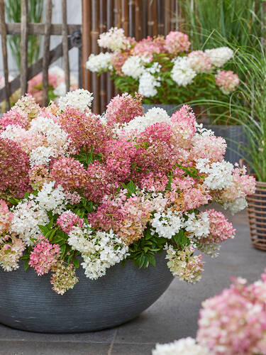 Hauptbild des Artikels "Rispenhortensie Groundbreaker� Blush" (Bildbeschreibung ist in Arbeit)