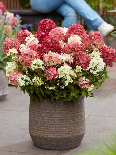 Hauptbild des Artikels "Rispenhortensie Groundbreaker� Ruby" (Bildbeschreibung ist in Arbeit)