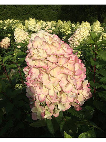 Hauptbild des Artikels "Rispenhortensie Hercules, PBR" aus der Kategorie "Hortensien"