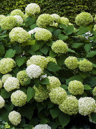 Hauptbild des Artikels "Rispenhortensie Limelight-Hecke" aus der Kategorie "Hortensien"