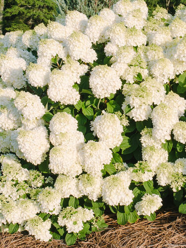 Hauptbild des Artikels "Rispenhortensie Little Hottie"